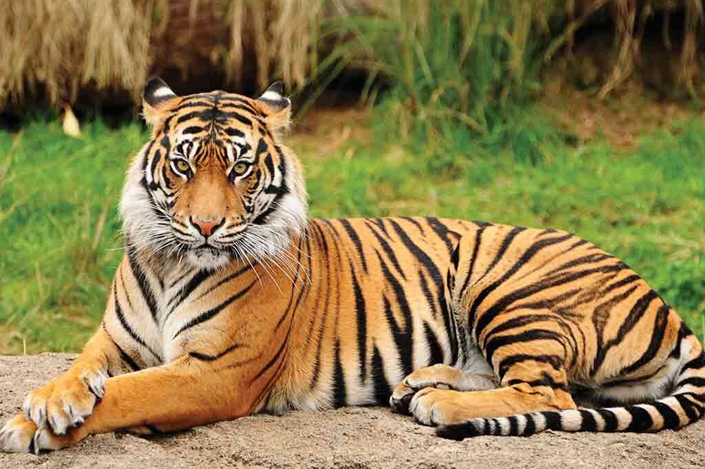 Royal Enfield Motorbike Tour